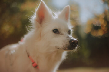 Close-up of a white fluffy dog with alert ears wearing a pink harness, looking to the side in warm...