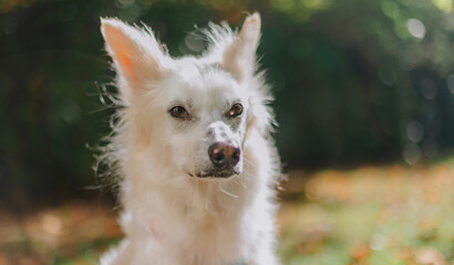 Close-up portrait of a white fluffy dog with upright ears sitting outdoors in warm sunlight, looking attentively at the camera against a soft green and golden blurred background.