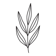 A minimalist black line drawing of a single botanical stem with elongated leaves on a transparent background