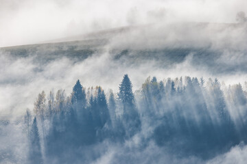 Misty forest scene with sunlight streaming through the trees. Atmospheric serene and evocative. A peaceful nature landscape.