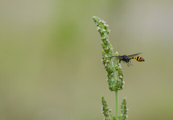 A potter wasp is flying towards a wildflower, clearly visible against a soft, plain green background.