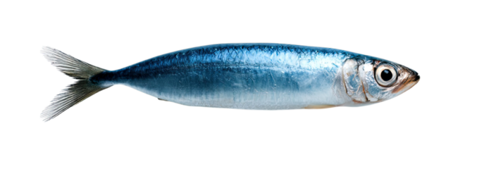 Transparent Png of a Whole Raw Fresh Sardine, Vibrant Silver blue Scales, Ideal for Healthy Eating and Seafood Concepts