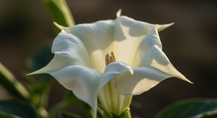 A close-up of a datura flower displaying its large, trumpet-shaped bloom with soft, curled edges