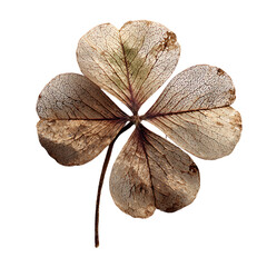 Fototapeta premium Dried four leaf clover: symbol of faded luck on transparent background