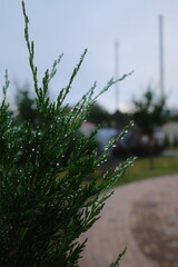 Close up of a wet, green evergreen plant with water droplets visible after a rain.
