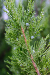 Close up view of Juniper branch with water droplets and blue berries in daylight.