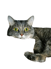 cat on white background