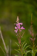 Purple Wildflower Along a Trail in Banff National Park Canada.