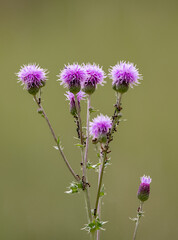 Flowering Creeping Thistle Plant in Banff National Park Canada