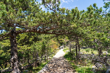 Baška, Croatia - April 20, 2025: Mountain hiking trail in the mountains among the forest.