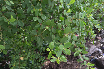 View of a twig from a mangrove apple tree with a developing fruit on it