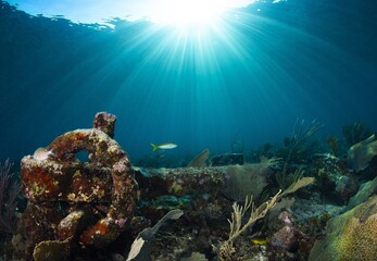 Anchor resting on the reef