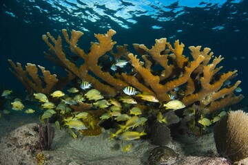 Elkhorn coral protecting a school of fish between its branches.
