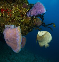 Gray Angelfish swimming next to a coral wall, covered by sponges and algae