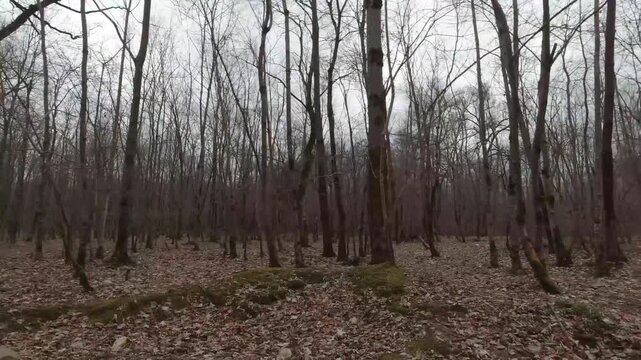 Tracking shot moving through a quiet forest of bare trees with fallen leaves on the ground. The leafless woods and muted tones create a cinematic atmosphere of solitude and seasonal change.