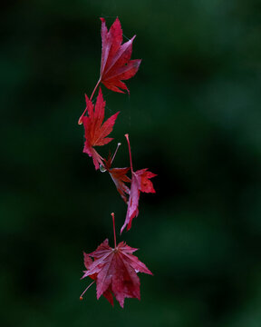Falling red maple leaves, dark green background, closeup