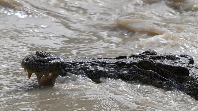 saltwater crocodile, Crocodylus porosus cahills crossing.