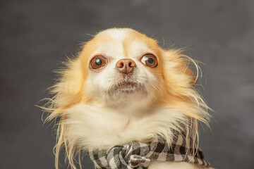 Chihuahua dog in a checkered bandana on a gray background.