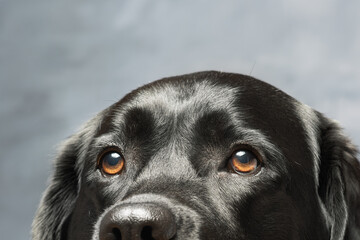 Eyes of a black Labrador Retriever dog on a gray background.