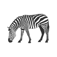 Striking Zebra Vector Illustration for Creative Animal Themed Designs