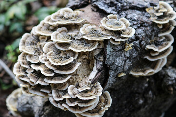 Trametes Versicolor  on decaying log 