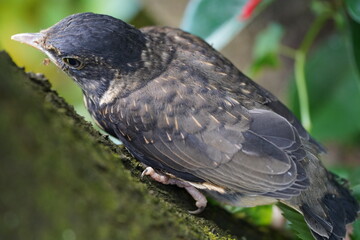 thrush perched on a log in the forest