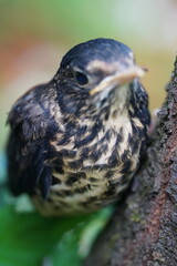 bird on a tree branch