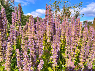 Decorative flowering plant in landscape design. Anise hyssop, aniseed lofant, fennel mulberry on blurred background