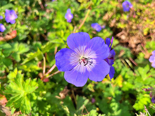 Close up beautiful bright blue Geranium pretense or Meadow Cranesbill wild flower growing on the meadow
