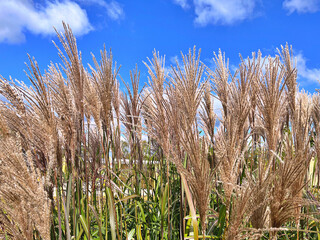 Chinese Silver Grass, Maiden Grass, Miscanthus chinese in the garden