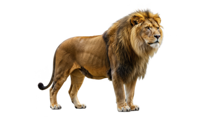 Isolated Realistic Male Lion PNG Image Majestic Wild Animal