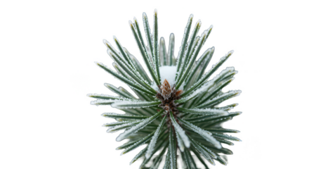 Isolated Realistic Pine Branch With Snowflakes And Frost