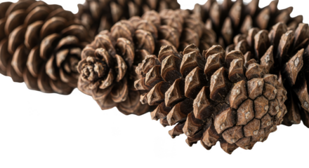 Isolated Realistic Pine Cones Close Up Natural Texture Brown