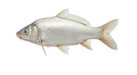 Isolated Realistic Silver Fish Close-Up Studio Shot
