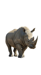 Obraz premium Isolated White Rhinoceros PNG Image Realistic