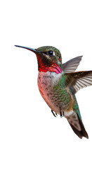 Photo of a colorful hummingbird with wings spread isolated on black