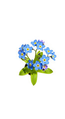 Photo Of Blue Forget Me Not Flowers Isolated On Black Background