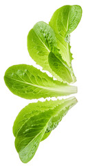 Photo of Fresh Green Lettuce Leaves Isolated on Black Background