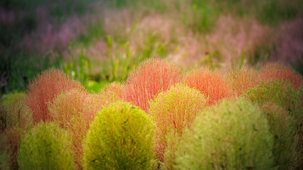 Red and green Bassia scoparia (Kochia scoparia) plants and background of soft focused pink muhly