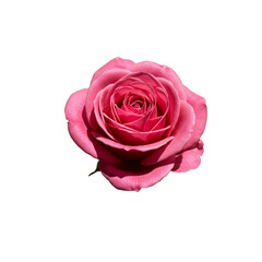 Pink Rose Isolated Background Realistic Photo Close Up