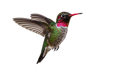 Fototapeta premium Realistic Hummingbird Isolated Transparent Background Bird Flying