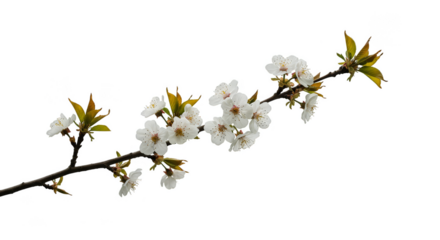 Realistic Photo Cherry Blossom Branch with White Flowers and Green Leaves Isolated