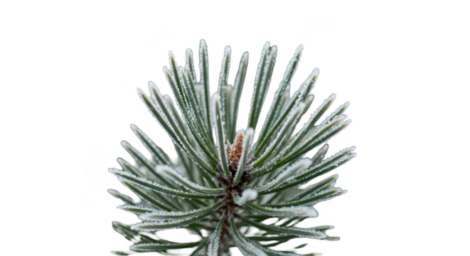 Realistic Pine Branch Frost Close Up Macro