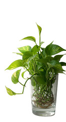 Transparent Png Plant Isolated Green Leaves In Glass Vase