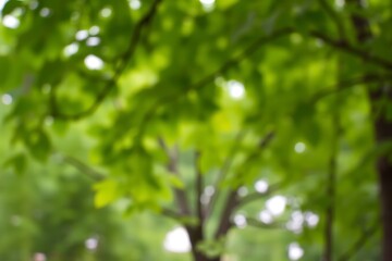 Fototapeta premium Generative AI lush green leaves dappled light forest canopy.