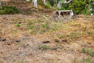 tree stump in rural australian landscape