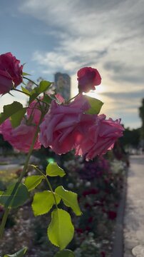 Slow orbit shot of pink roses in the bright sun