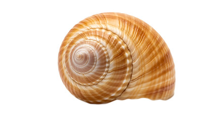 Nature Exploration, Snail Shell, Coastal Beach, Photography, Serene Environment, Close-Up View, Art and Science Integration