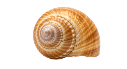 Nature Exploration, Snail Shell, Coastal Beach, Photography, Serene Environment, Close-Up View, Art and Science Integration