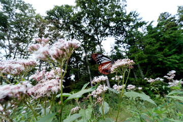 フジバカマの花の蜜を吸うアサギマダラ